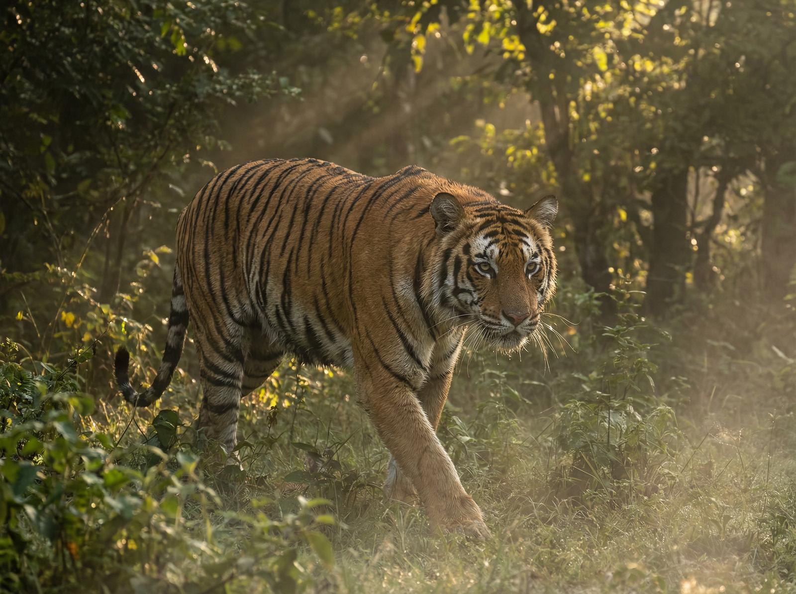 国产老虎丛林视频